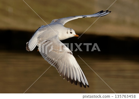 black-headed gull spreading its wings black-headed gull spreading its wings 135763458