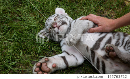 A woman's hand strokes and caresses a small white Bengal tiger cub. A woman's hand strokes and caresses a small white Bengal tiger cub. 135763712