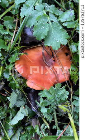 Wild mushroom camelina in the forest under a branch with green leaves. Wild mushroom camelina in the forest under a branch with green leaves. 135763713