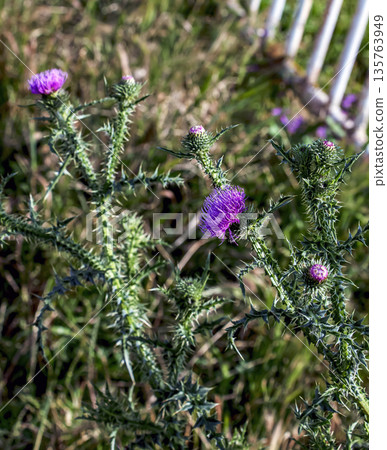 Silybum marianum, also known as a Holy Thistle in full splendor. This a species is an annual or biennial plant of the Asteraceae family. This fairly typical thistle has red to purple flowers. 135763949
