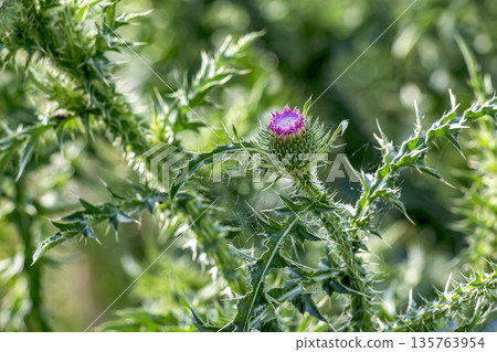 Silybum marianum, also known as a Holy Thistle in full splendor. This species is an annual or biennial plant of the Asteraceae family. This fairly typical thistle has red to purple flowers. Silybum marianum, also known as a Holy Thistle in full splendor. This species is an annual or biennial plant of the Asteraceae family. This fairly typical thistle has red to purple flowers. 135763954