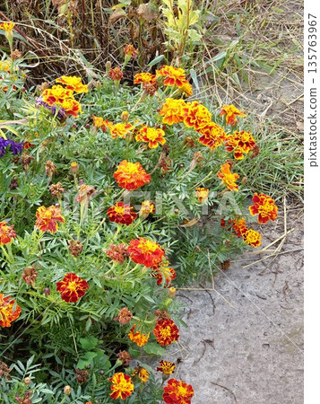 Marigolds brighten the landscape, their bold petals reflecting warmth and joy of the summer season. Marigolds brighten the landscape, their bold petals reflecting warmth and joy of the summer season. 135763967