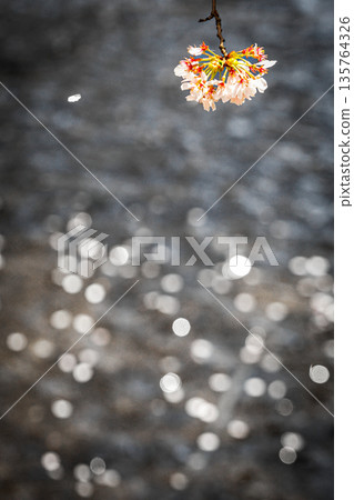 Shining river surface and a branch of cherry blossoms_Vertical 135764326