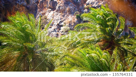 Serene Nature With Lush Greenery, Secluded Tropical Sanctuary With Swaying Palms And Rocky Backdrop 135764331