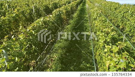 Bright Vineyard Landscape, Idyllic Agricultural Setting With Lush Vine Arrangements And Scenic Pathways Bright Vineyard Landscape, Idyllic Agricultural Setting With Lush Vine Arrangements And Scenic Pathways 135764334