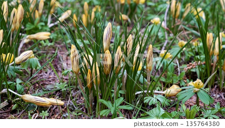 Dewy Autumn Soil With Budding Greenery, Frosted Garden Plants Showing Signs Of Renewal And Change Dewy Autumn Soil With Budding Greenery, Frosted Garden Plants Showing Signs Of Renewal And Change 135764380
