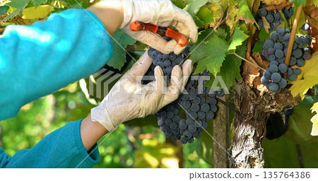 Vineyard Grape Pruning, Carefully Inspecting And Removing Damaged Grapes In Vineyard With Shears 135764386