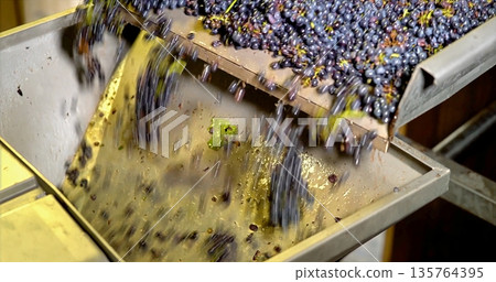 Industrial Machinery Swiftly Transports Freshly Harvested Purple Olives Into Stainless Steel Container 135764395