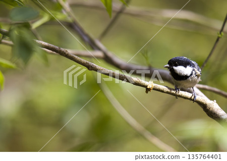 Red Tit Perched on a Branch 135764401