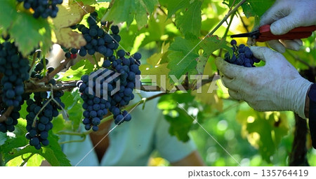 Closeup Of Precise Pruning By Experienced Vintner Among Sunlit Leafy Canopy Of Ripening Grapes Closeup Of Precise Pruning By Experienced Vintner Among Sunlit Leafy Canopy Of Ripening Grapes 135764419