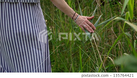 Gentle Breeze In Lush Surroundings, Intimate Connection With Nature During Tranquil Walk In Sunlight Gentle Breeze In Lush Surroundings, Intimate Connection With Nature During Tranquil Walk In Sunlight 135764421