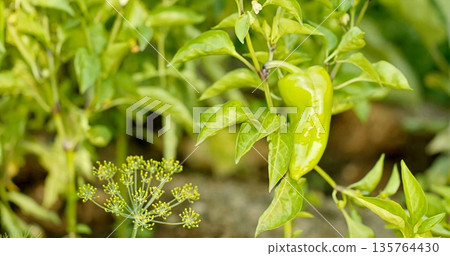 Fresh Green Bell Pepper Thriving On Plant Surrounded By Flourishing Garden Leaves And Sunlight Fresh Green Bell Pepper Thriving On Plant Surrounded By Flourishing Garden Leaves And Sunlight 135764430