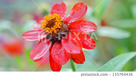 Captivating Macro Image Of Waterdrenched Zinnia Showing Intricate Details And Tranquil Garden Atmosphere Captivating Macro Image Of Waterdrenched Zinnia Showing Intricate Details And Tranquil Garden Atmosphere 135764436