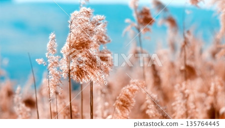 Quiet Coastal Field Basking In Warm Sunlight With Delicate Pastel Colors And Airy Textures Quiet Coastal Field Basking In Warm Sunlight With Delicate Pastel Colors And Airy Textures 135764445