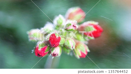 Dewcovered Buds With Green Background, Intimate Macro Shot Of Tiny Fuzzy Buds With Soft Green Backdrop Dewcovered Buds With Green Background, Intimate Macro Shot Of Tiny Fuzzy Buds With Soft Green Backdrop 135764452