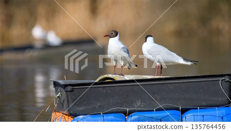 Seagulls Discuss Passionately On Small Vessel, Two Seabirds Engage In Animated Conversation Aboard Tiny Boat Seagulls Discuss Passionately On Small Vessel, Two Seabirds Engage In Animated Conversation Aboard Tiny Boat 135764456