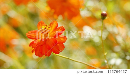 Radiant Cosmos Blossom In Golden Lighting Showcasing Delicate Layers And Fine Vein Details 135764457