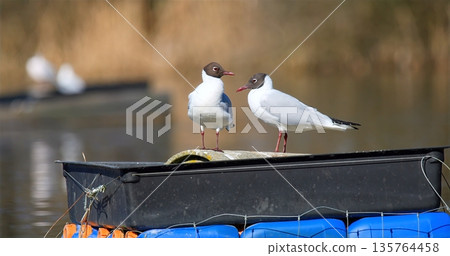 Two Gulls Perched On Blue Boat Observe Moored Barrels And Distant Marshland In Warm Sunlight 135764458