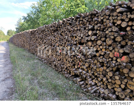 Stacked coniferous logs in the forest Stacked coniferous logs in the forest 135764637