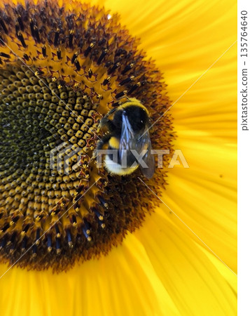 A fluffy bumblebee sits on a sunflower A fluffy bumblebee sits on a sunflower 135764640