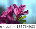 杜鵑花的花 135764983