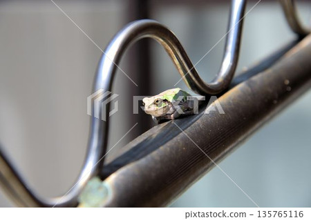 Metal and Tree Frogs 135765116