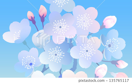 樹枝上盛開的櫻花插圖集 135765117