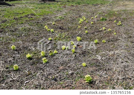 Fukinoto spring image Fukinoto spring image 135765156