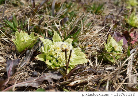 Fukinoto spring image Fukinoto spring image 135765158