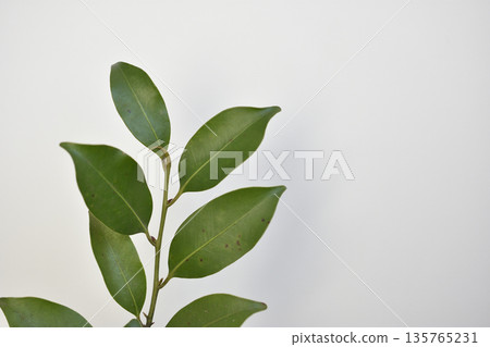 榊 榊 135765231