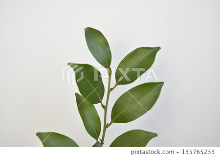 榊樹 榊樹 135765233