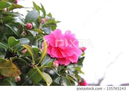 Red flower of flower arrangement Red flower of flower arrangement 135765243