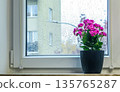 Cozy window view of the city. Blooming houseplant in a pot against raindrops on the glass. Atmosphere of spring, home comfort, and freshness 135765287