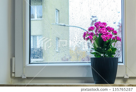 Cozy window view of the city. Blooming houseplant in a pot against raindrops on the glass. Atmosphere of spring, home comfort, and freshness Cozy window view of the city. Blooming houseplant in a pot against raindrops on the glass. Atmosphere of spring, home comfort, and freshness 135765287