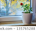 Blooming miniature rose in a white pot on the window. Raindrops on the glass and a blurred garden view create an atmosphere of calm, warmth, and spring inspiration 135765288
