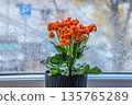Blooming houseplant in a pot against a window with water drops. Cozy home atmosphere, spring awakening, and contrast of bright flowers with cloudy weather 135765289