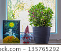 Cozy interior composition on a window. A painting of the Little Prince, a textile gnome with a heart, and green Kalanchoe create an atmosphere of warmth and creativity on a sunny spring day 135765292