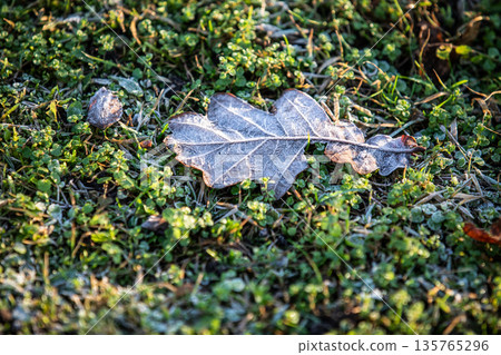 Frosted Leaf On Grass Representing Seasonal Change And Cold Weather 135765296