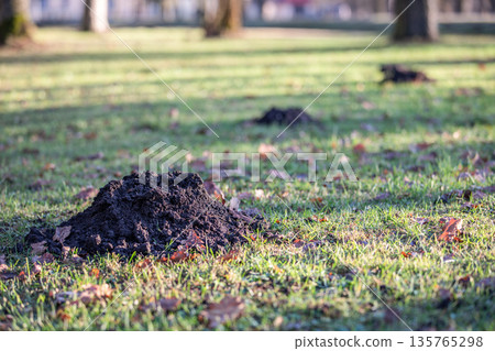 Molehill On Green Lawn Indicating Underground Animal Activity 135765298