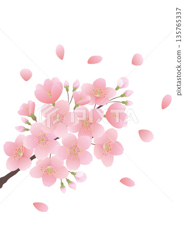 Illustration set of cherry blossoms blooming on a branch 135765337