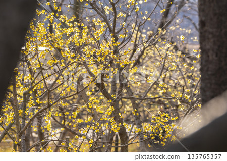 府中地方森林博物館的冬青小徑，1月 135765357