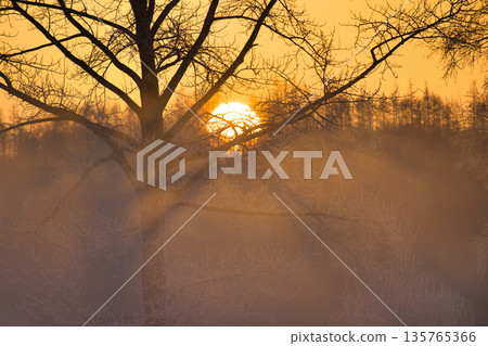 tree in the storm 135765366