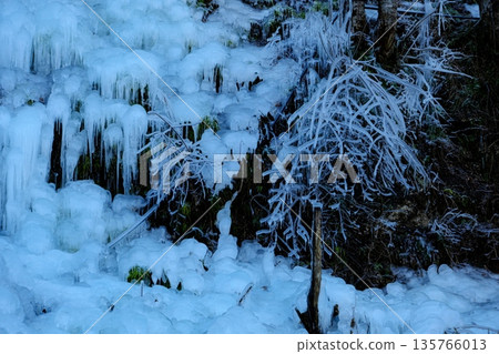 冰凍的樹枝和冰柱 冰凍的樹枝和冰柱 135766013