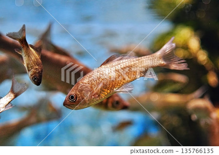 鯽魚 135766135