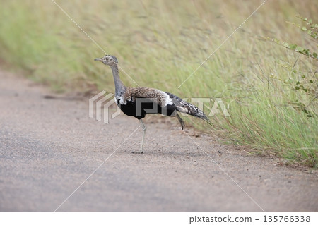 Black-bellied Bustard 135766338