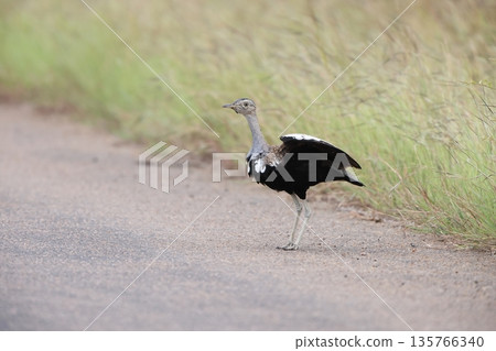 Black-bellied Bustard Black-bellied Bustard 135766340