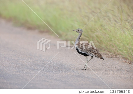 Black-bellied Bustard 135766348