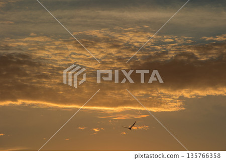 Soft golden sunset clouds over Vlora, Albania on August 2025, with a lone bird gliding across the sky in a peaceful minimalistic scene. Soft golden sunset clouds over Vlora, Albania on August 2025, with a lone bird gliding across the sky in a peaceful minimalistic scene. 135766358