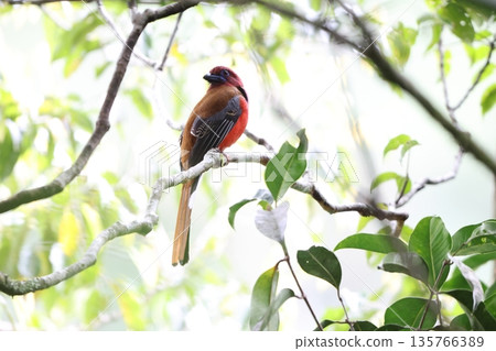 Red-breasted Trogon 135766389