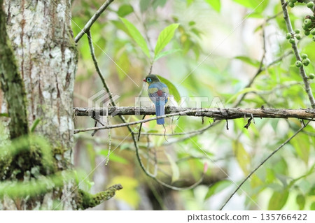 Sumatra bluebird 135766422